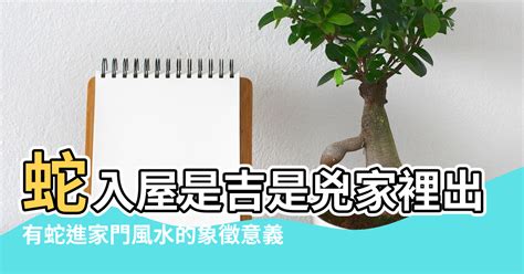 蛇入屋風水|家裡有蛇代表什麼？5種吉兆解析